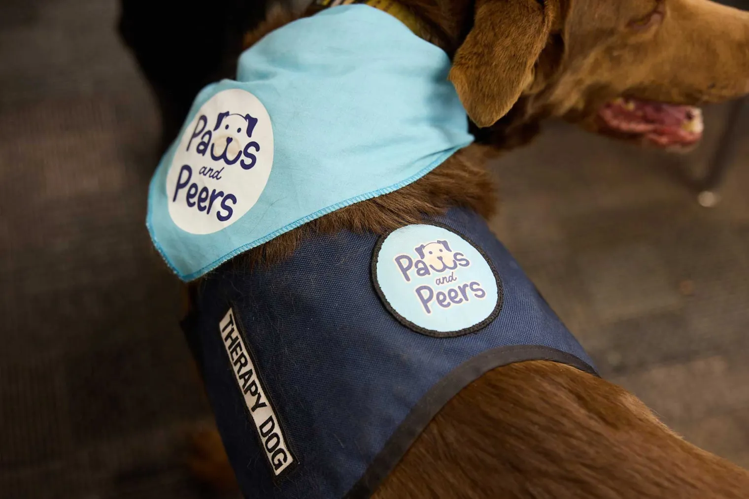 Hotch in his Paws n Peers Vest