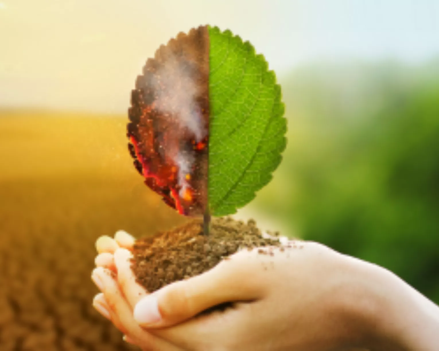 Climate Microcredential graphic